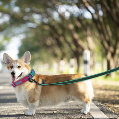 Many Different Dog Leashes.